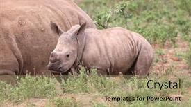  Presentation with kruger - Presentation design with baby rhino in kruger national background and a mint green colored foreground