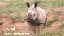  Presentation with kruger - Amazing presentation having baby rhino in kruger national backdrop and a coral colored foreground