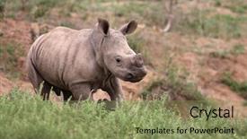  Presentation with kruger - Theme featuring baby rhino in kruger national background and a seafoam green colored foreground