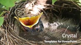  Presentation with baby tree - Amazing slides having baby robins in nest backdrop and a tawny brown colored foreground