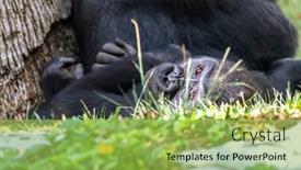  Presentation with mother baby - Amazing slide set having baby-silverback-gorilla-lies backdrop and a yellow colored foreground