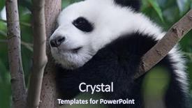  Presentation with baby tree - Cool new PPT layouts with baby sleeping on the tree backdrop and a wine colored foreground