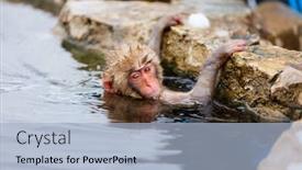  Presentation with onsen - Slide set consisting of baby snow monkey japanese macaque playing with snow at onsen hot springs of nagano japan background and a light blue colored foreground