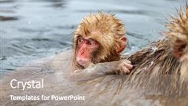  Presentation with hot springs - Theme with baby snow monkey japanese macaque background and a gray colored foreground
