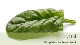  Presentation with spinach - Colorful PPT theme enhanced with baby spinach leaves isolated on white background cutout backdrop and a yellow colored foreground