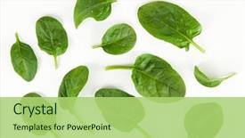  Presentation with spinach - PPT layouts with baby spinach leaves background and a mint green colored foreground