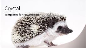  Presentation with animal animation - Colorful slide deck enhanced with baby spine - autumnal animal hedgehog backdrop and a pink colored foreground