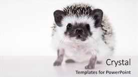  Presentation with animal animation - Cool new slides with baby spine - autumnal animal hedgehog backdrop and a  colored foreground