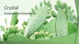  Presentation with cactus - Presentation theme with baby spine - cactus background and a mint green colored foreground