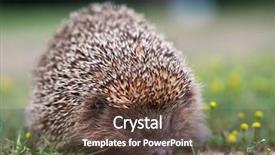  Presentation with bulgaria in european union - Audience pleasing slides consisting of baby spine - european hedgehog erinaceus europaeus backdrop and a tawny brown colored foreground