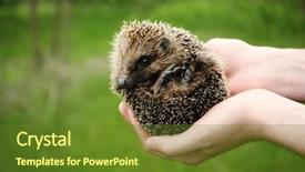 Presentation with holding hands - Cool new slide set with baby spine - hands holding hedgehog outdoors backdrop and a tawny brown colored foreground