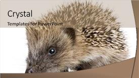  Presentation with womens heart month - PPT theme with baby spine - hedgehog 1 months in front background and a coral colored foreground