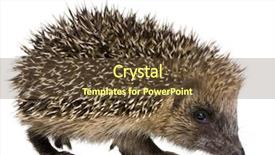 Presentation with white - Slides enhanced with baby spine - hedgehog 1 months in front background and a tawny brown colored foreground