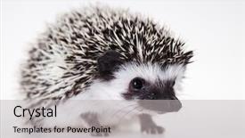  Presentation with spine - Presentation theme having baby spine - hedgehog autumnal animal background and a light gray colored foreground