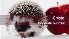  Presentation with apple - Theme consisting of baby spine - hedgehog with apple background and a tawny brown colored foreground