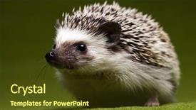  Presentation with spine - Slides consisting of baby spine - hedgehog background and a tawny brown colored foreground