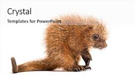  Presentation with old days - Slide set enhanced with baby spine - pup prehensile-tailed porcupine coendou prehensilis background and a white colored foreground