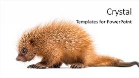  Presentation with old days - Amazing presentation design having baby spine - pup prehensile-tailed porcupine coendou prehensilis backdrop and a white colored foreground