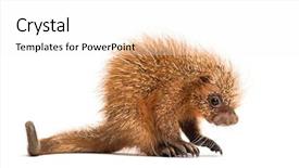  Presentation with old days - Presentation theme consisting of baby spine - pup prehensile-tailed porcupine coendou prehensilis background and a white colored foreground