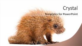  Presentation with spine - Beautiful slide set featuring baby spine - pup prehensile-tailed porcupine coendou prehensilis backdrop and a white colored foreground