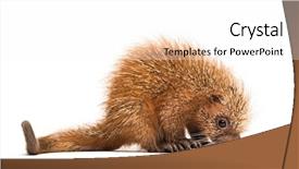  Presentation with old days - Colorful presentation theme enhanced with baby spine - pup prehensile-tailed porcupine coendou prehensilis backdrop and a white colored foreground