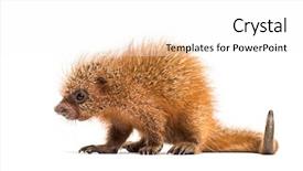  Presentation with old days - Audience pleasing presentation design consisting of baby spine - pup prehensile-tailed porcupine coendou prehensilis backdrop and a white colored foreground