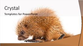  Presentation with old days - Presentation theme featuring baby spine - pup prehensile-tailed porcupine coendou prehensilis background and a white colored foreground