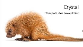  Presentation with old days - Presentation design enhanced with baby spine - pup prehensile-tailed porcupine coendou prehensilis background and a white colored foreground