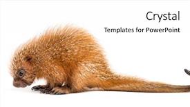  Presentation with old days - Amazing presentation theme having baby spine - pup prehensile-tailed porcupine coendou prehensilis backdrop and a white colored foreground