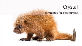  Presentation with old days - Beautiful presentation design featuring baby spine - pup prehensile-tailed porcupine coendou prehensilis backdrop and a sky blue colored foreground