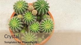  Presentation with pot succulent - Slide deck with baby spine - top view of a pot background and a coral colored foreground
