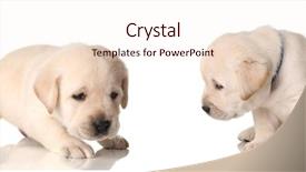  Presentation with step - Amazing theme having baby step - labrador retriever puppies 3 weeks backdrop and a lemonade colored foreground
