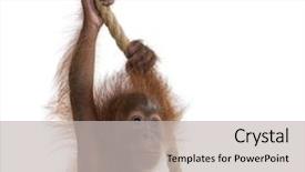  Presentation with rope - Audience pleasing presentation design consisting of baby sumatran orangutan hanging backdrop and a light gray colored foreground