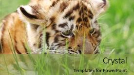  Presentation with baby congratulation - Beautiful presentation theme featuring baby tiger lying on grass backdrop and a seafoam green colored foreground