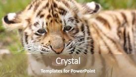  Presentation with tiger - PPT layouts consisting of baby tiger lying on grass background and a coral colored foreground