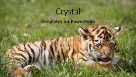  Presentation with convites baby - PPT layouts with baby tiger lying on grass background and a tawny brown colored foreground
