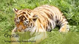  Presentation with baby ultrasound and stetoscope - Slides with baby tiger lying on grass background and a yellow colored foreground