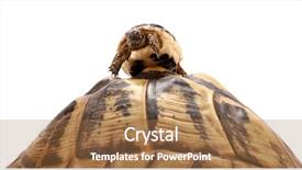  Presentation with tortoise - Slide deck consisting of baby turtle climbed on top background and a coral colored foreground