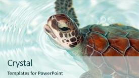  Presentation with baby animals - Theme featuring baby turtle in the water background and a sky blue colored foreground
