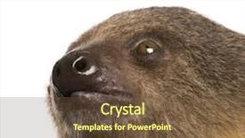  Presentation with baby - Audience pleasing presentation theme consisting of baby two-toed sloth 4 backdrop and a tawny brown colored foreground