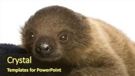  Presentation with baby - Amazing theme having baby two-toed sloth 4 backdrop and a tawny brown colored foreground