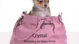  Presentation with inside an oak barrel - Theme featuring babycarrier - traveller chihuahua puppy inside background and a  colored foreground