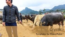  Presentation with animals - 