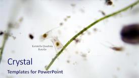  Presentation with fresh water - Audience pleasing presentation theme consisting of protozoa - microscopic fresh water single cell backdrop and a sky blue colored foreground