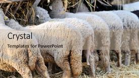  Presentation with reflection looking back to go forward - PPT theme enhanced with back look of sheep feeding background and a  colored foreground