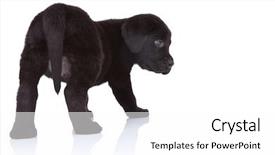  Presentation with white black grafitti - Theme enhanced with back of a black labrador background and a  colored foreground