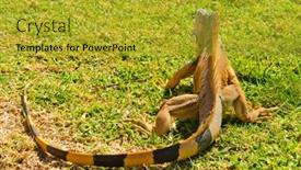  Presentation with green lawn - Presentation design with back-of-iguana-running-away background and a gold colored foreground