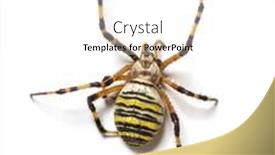  Presentation with spider web - Beautiful slide deck featuring back-view-argiope-bruennichi-wasp backdrop and a white colored foreground