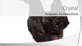  Presentation with hen - Presentation having back-view-of-a-ayam background and a white colored foreground