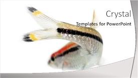  Presentation with fish - Amazing slide set having back-view-of-a-denison backdrop and a white colored foreground